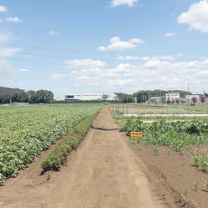 3年目社員の芋遊記〜今年の夏のイベント〜